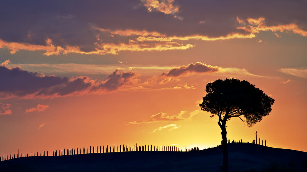 arbre au-dessus de la colline au coucher du soleil