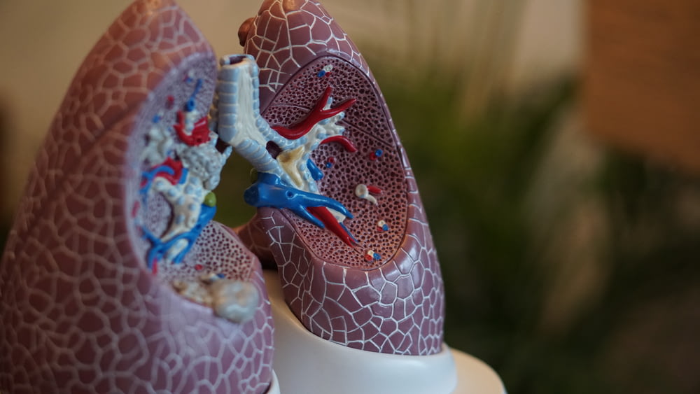 fotografia de foco seletivo de anatomia pulmonar