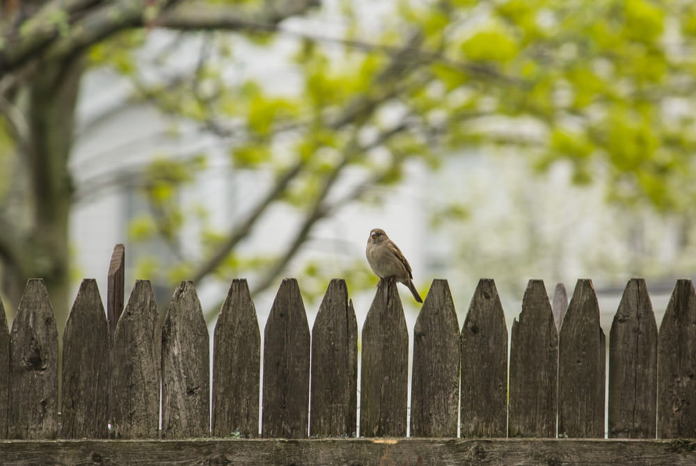 uccello grigio appollaiato sulla recinzione