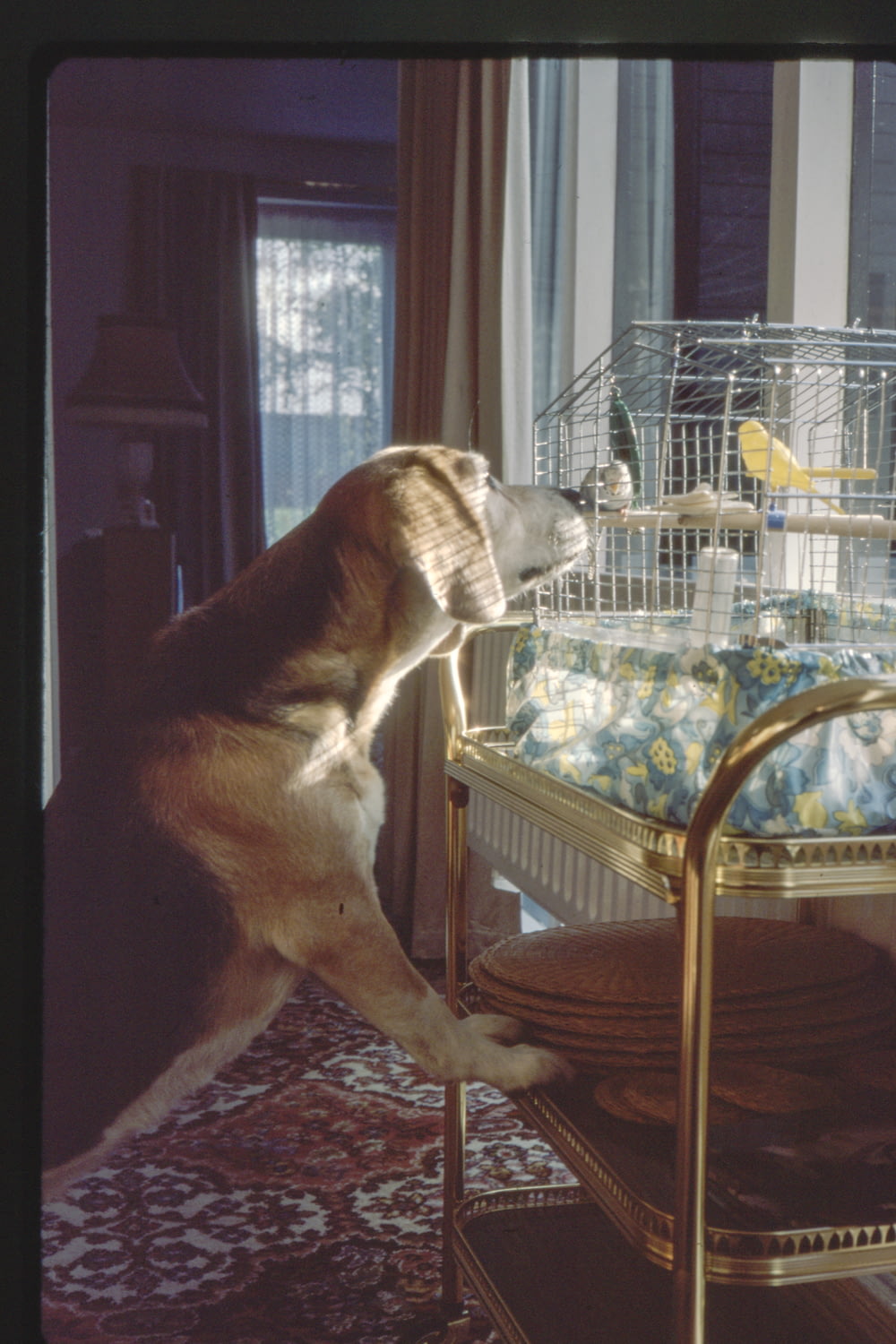 dog sniffing birdcage
