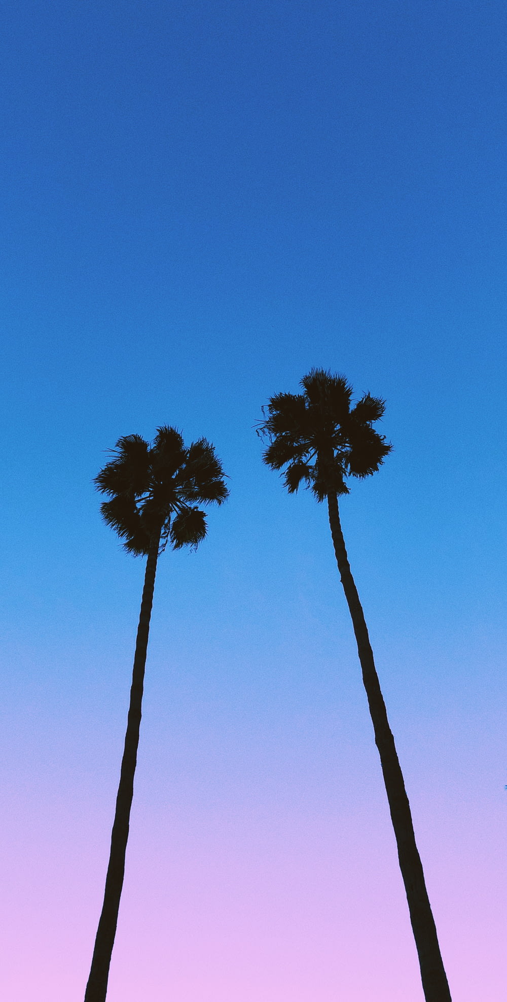 silhouette photography of palm trees