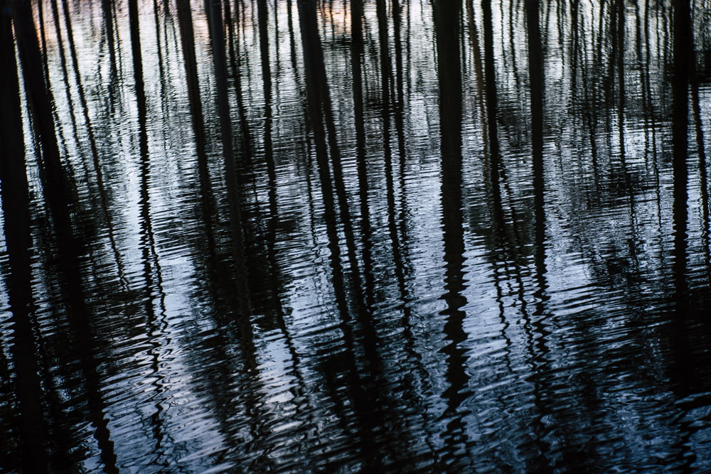 trees on body of water