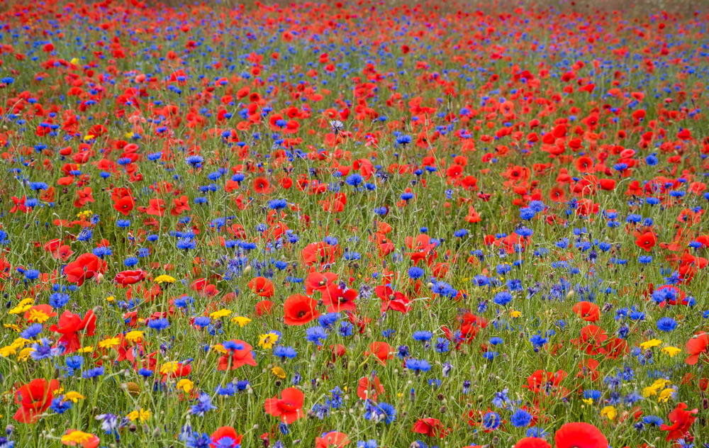 bed of red and blue flowers
