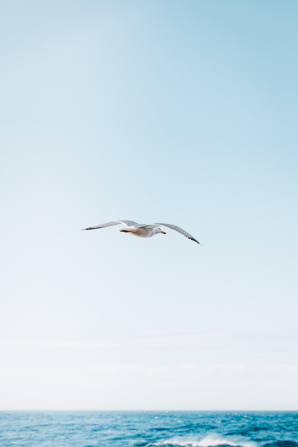 Fotografia time-lapse del gabbiano in volo sopra l'oceano blu