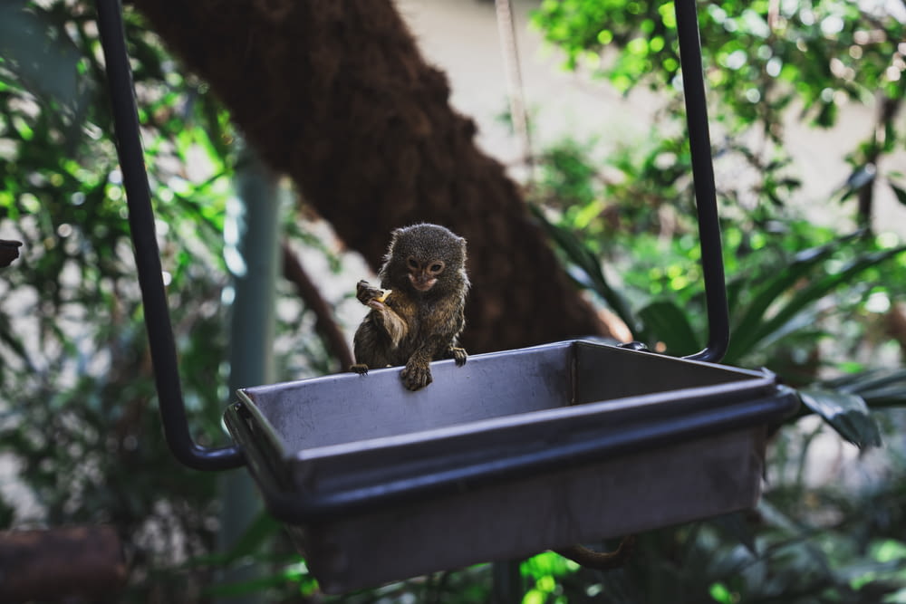 brown monkey on square gray bowl