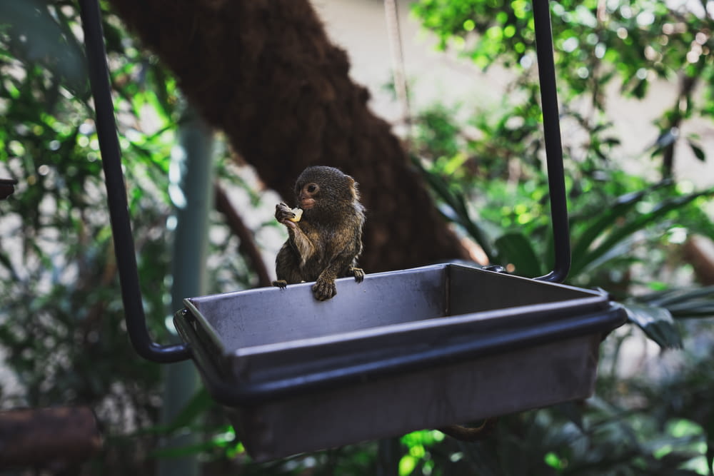brown small monkey on a metal tray