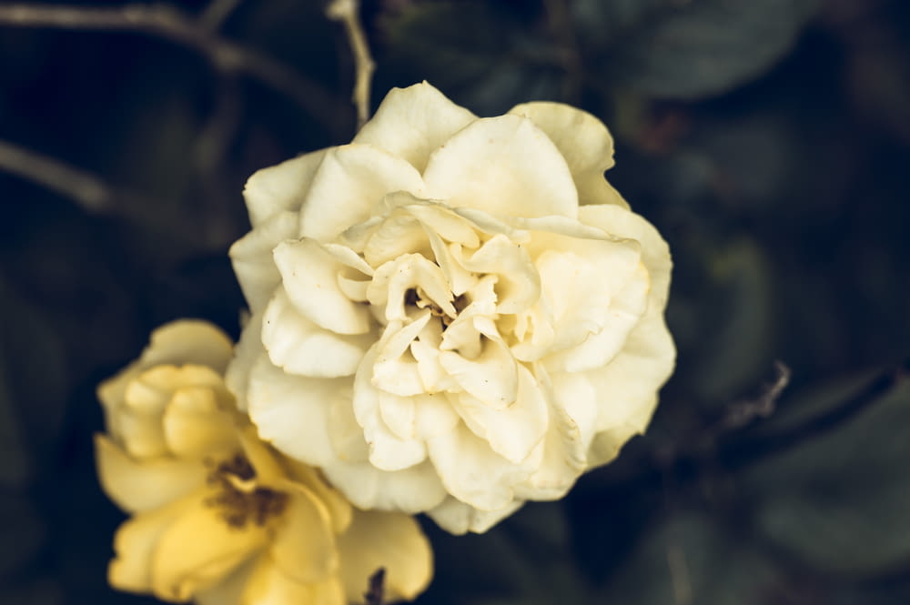 white and yellow petaled flowers in close-up photography