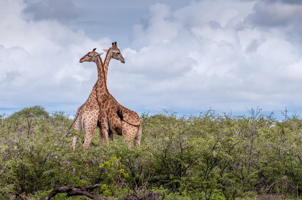 deux girafes sur un champ d’herbe verte