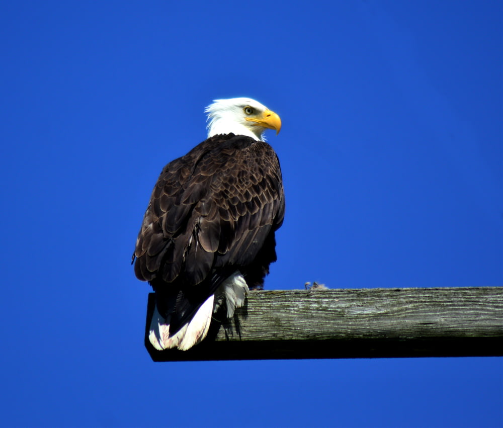 black and white eagle perching on wood