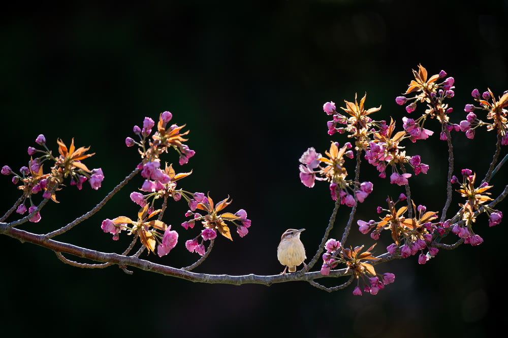 white bird surrounded purple petaled flower