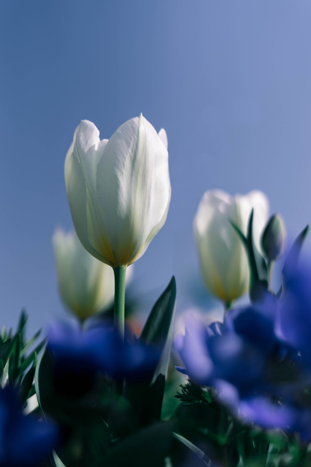 클로즈업 사진에서 하얀 튤립 꽃