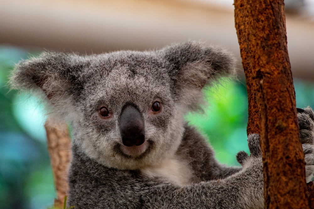 koala grigio e bianco