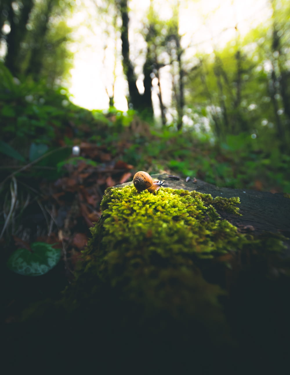 brown snail on green moss covered rock