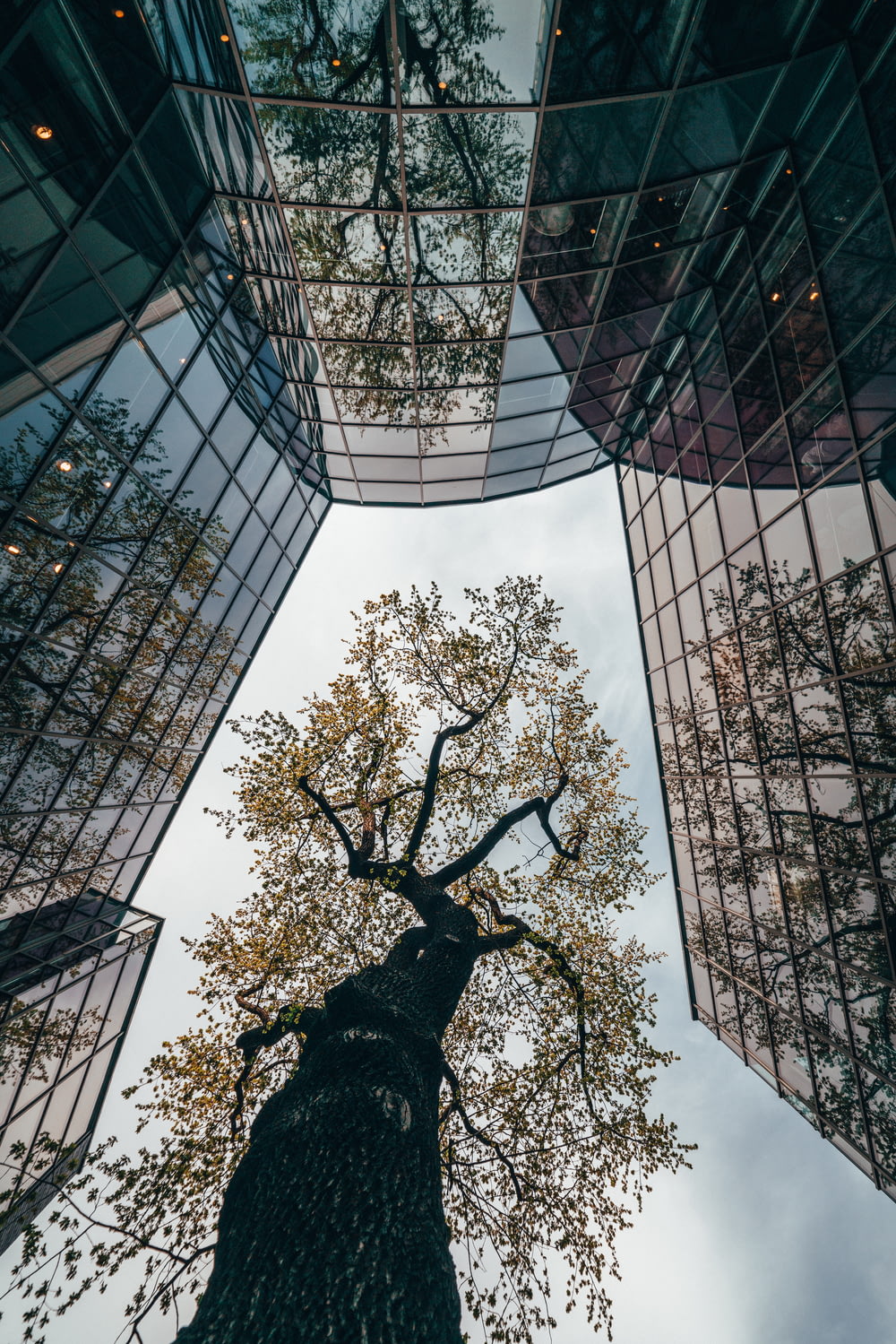 looking up at a tall tree in the middle of a city