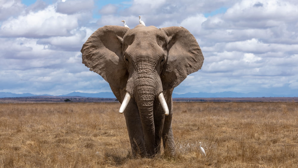 Elefantenwanderung tagsüber
