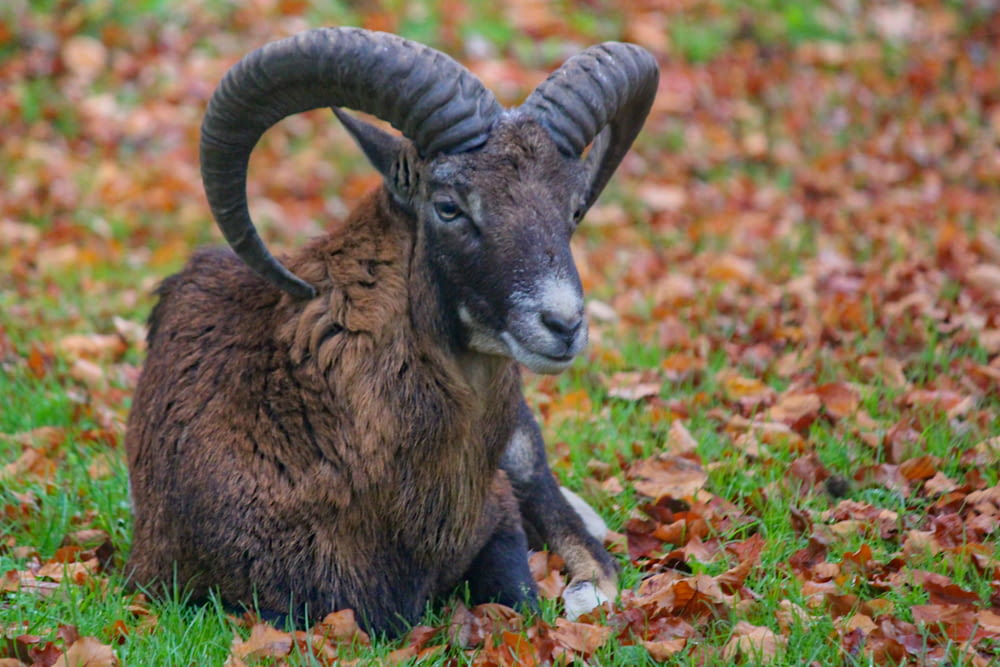 brown and black ram on green lawn during daytime