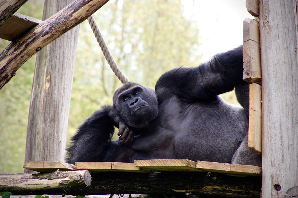 schwarzer Gorilla liegt auf Holzoberfläche