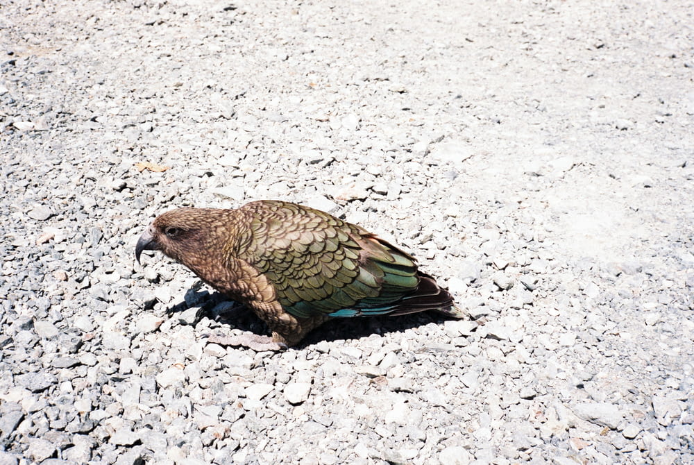 brown and green bird