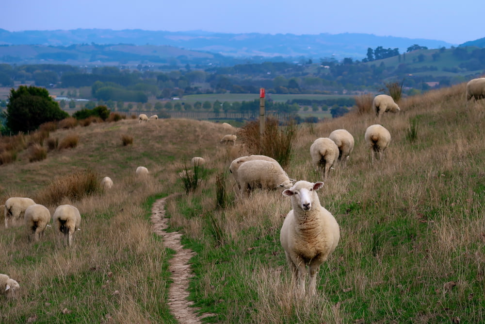 herd of sheep grazing during daytime