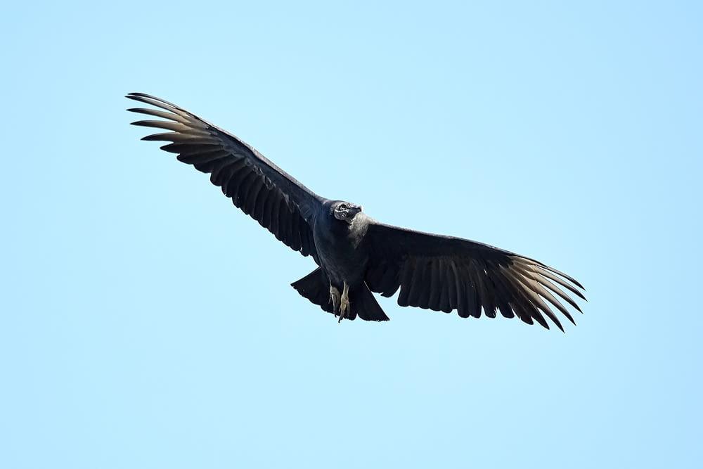Schwarzer Vogel fliegt unter blauem Himmel