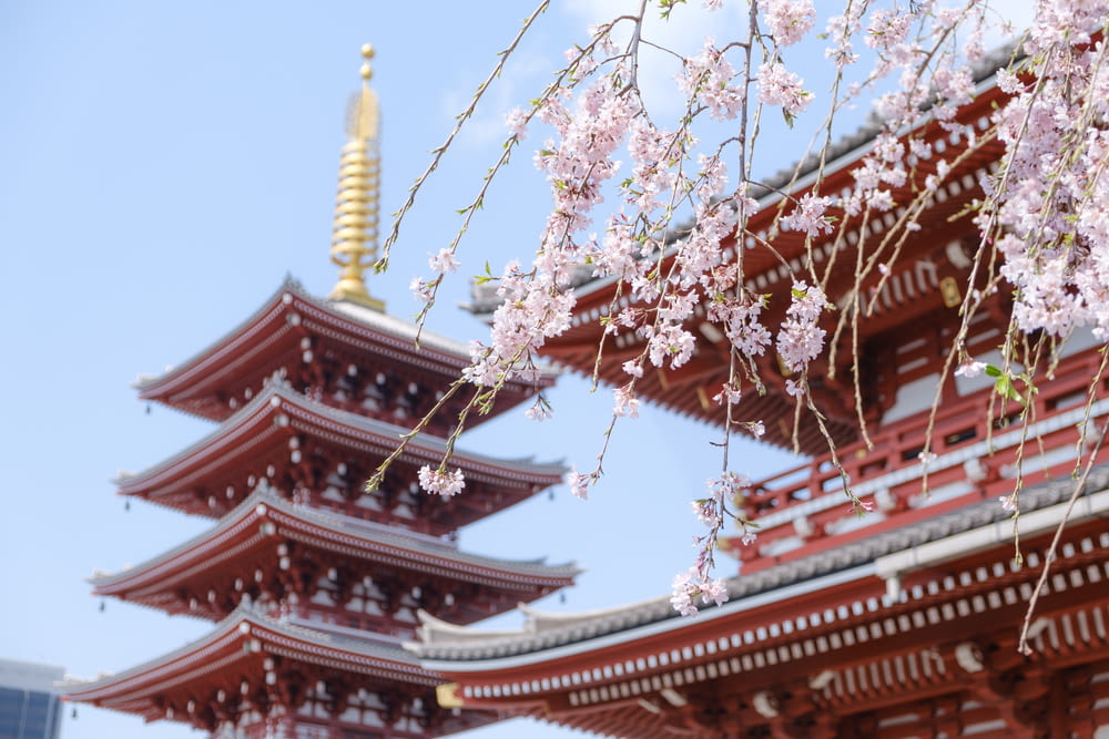 red temple surrounded with pink cherry blossoms