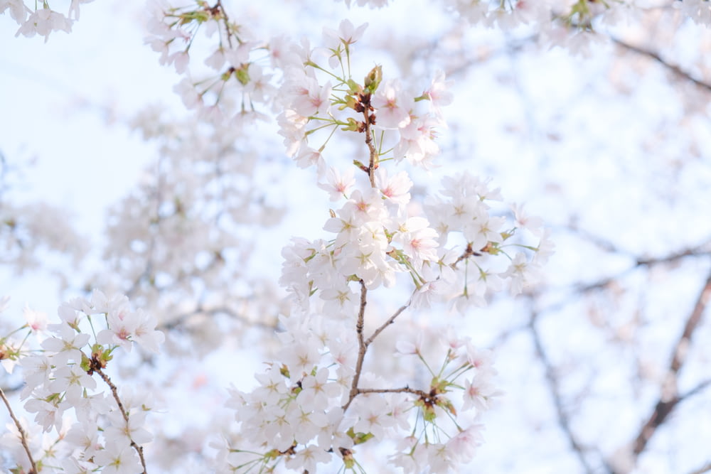 blooming white cherry blossoms