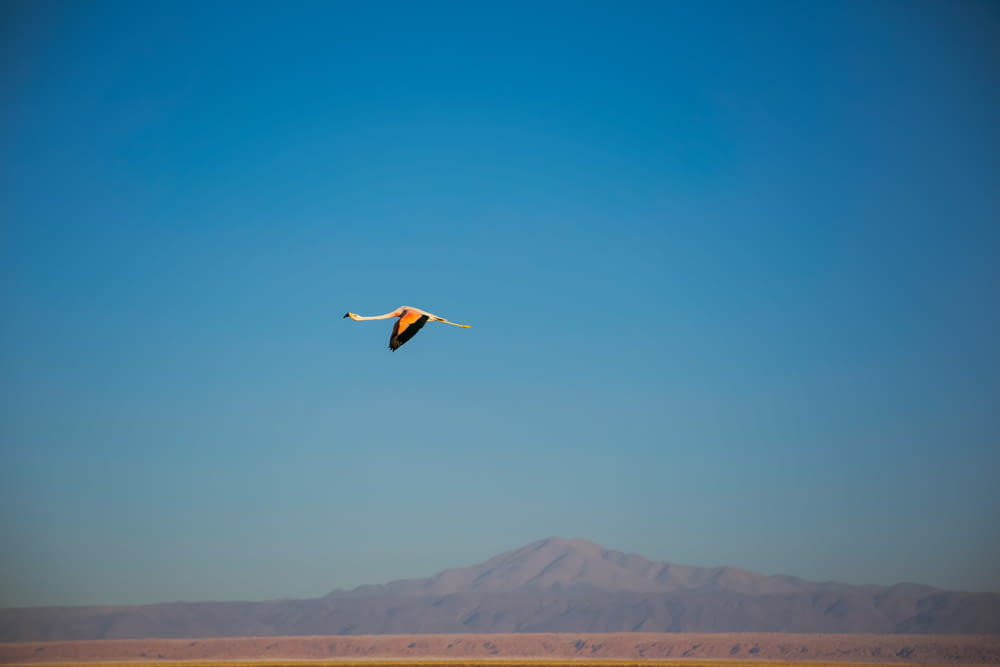 white, orange and black bird in flight