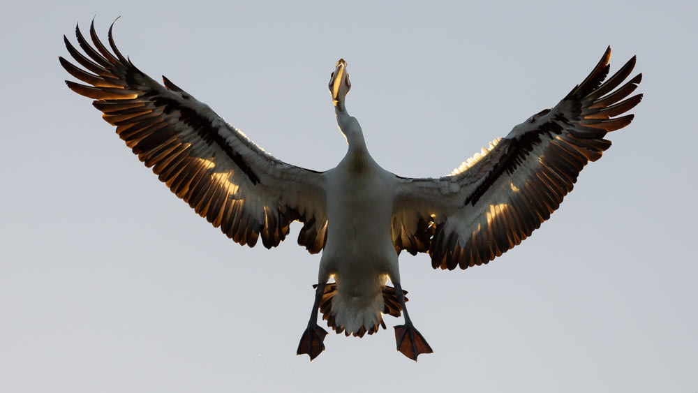 flying goose