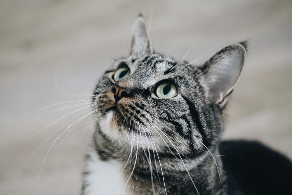 closeup photo of gray tabby cat