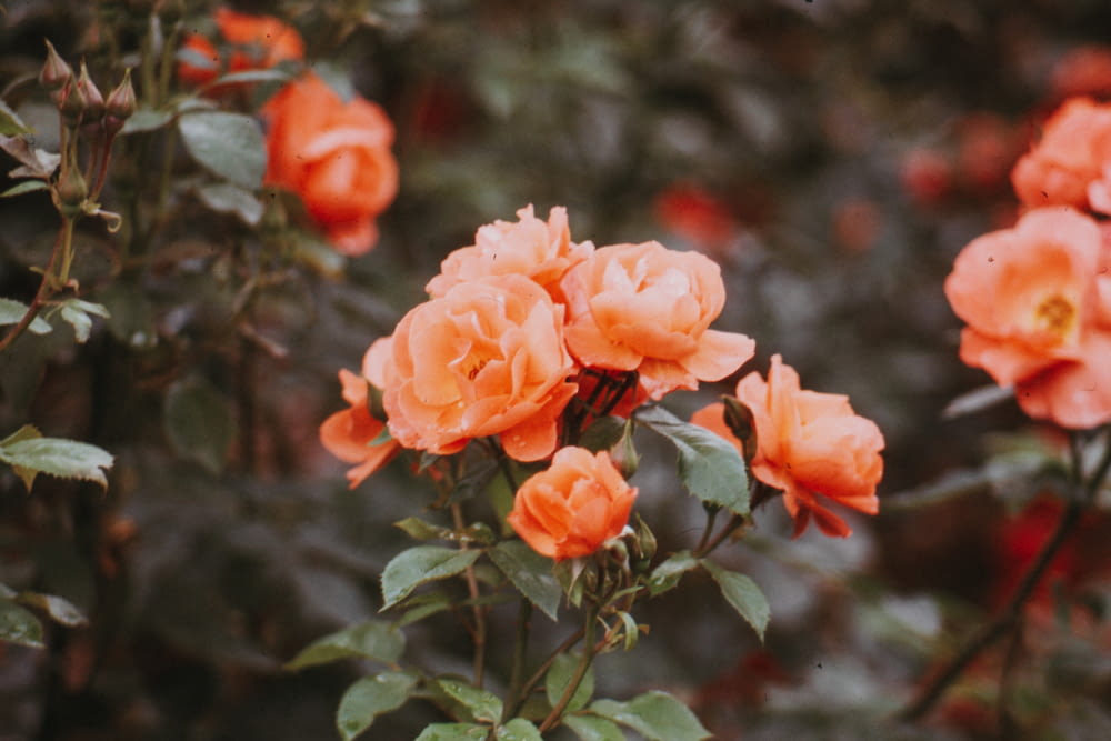 selective focus photography of orange rose flowers in bloom during daytime