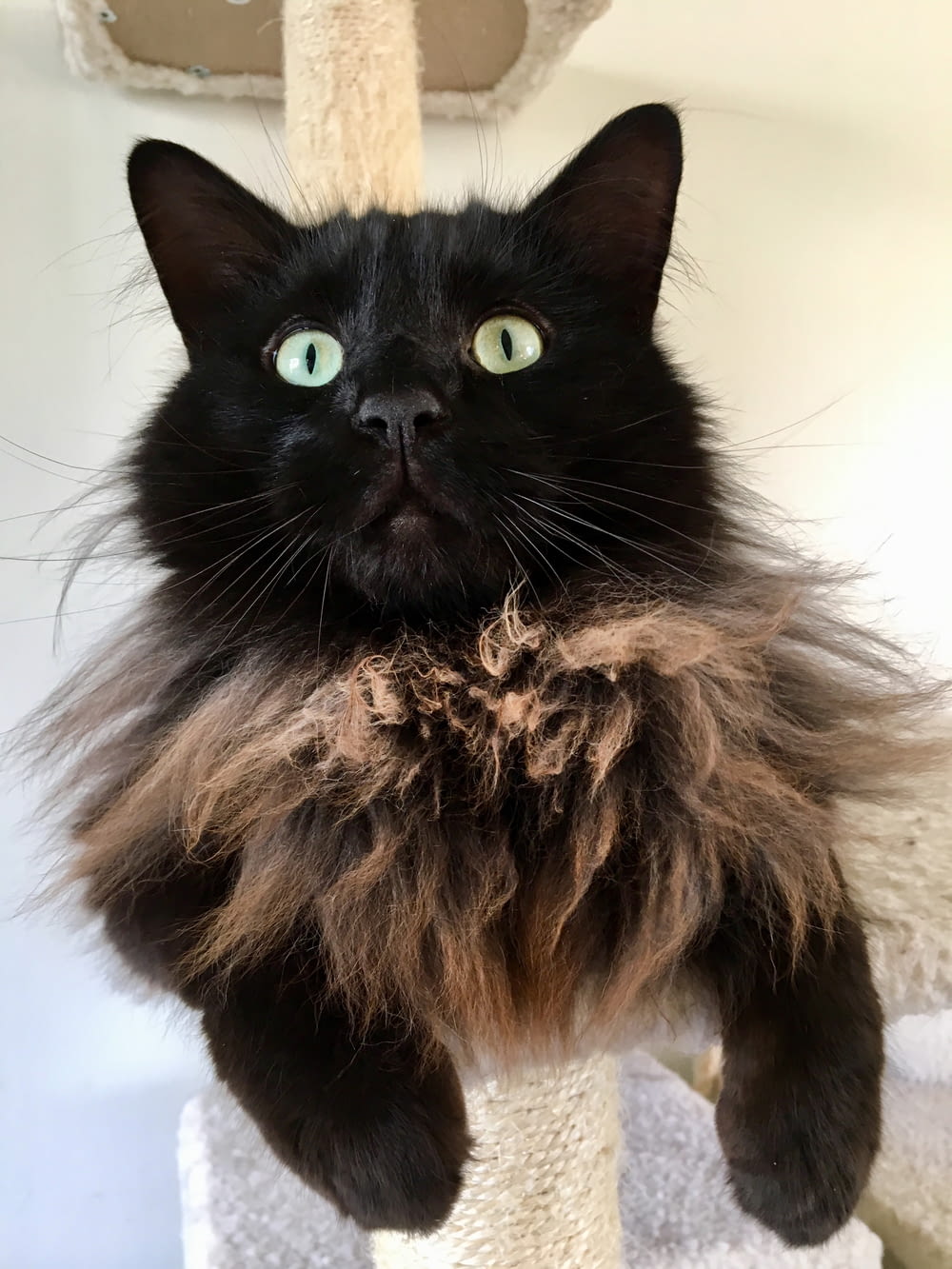short fur black and brown cat