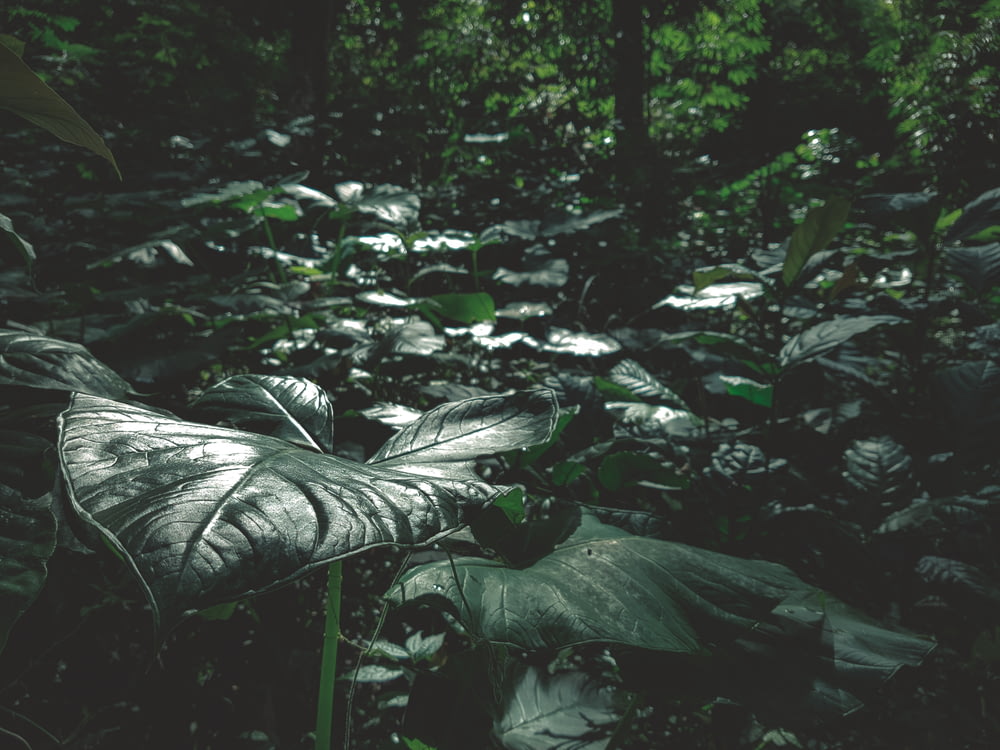closeup photography of taro plants at the forest