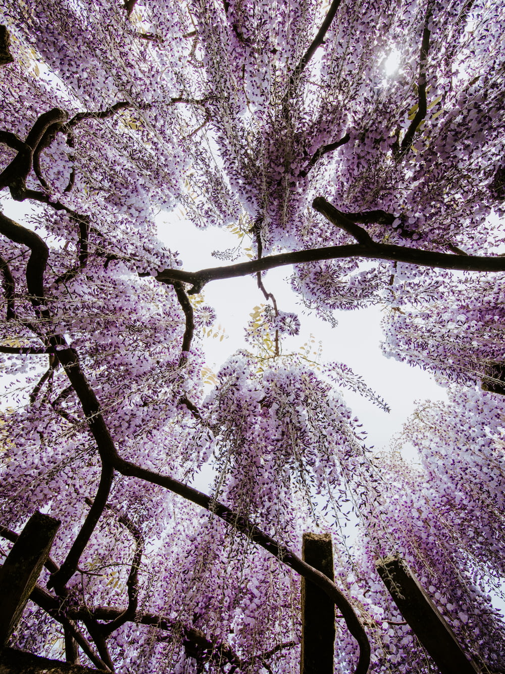 looking up at the canopy of a purple flowering tree