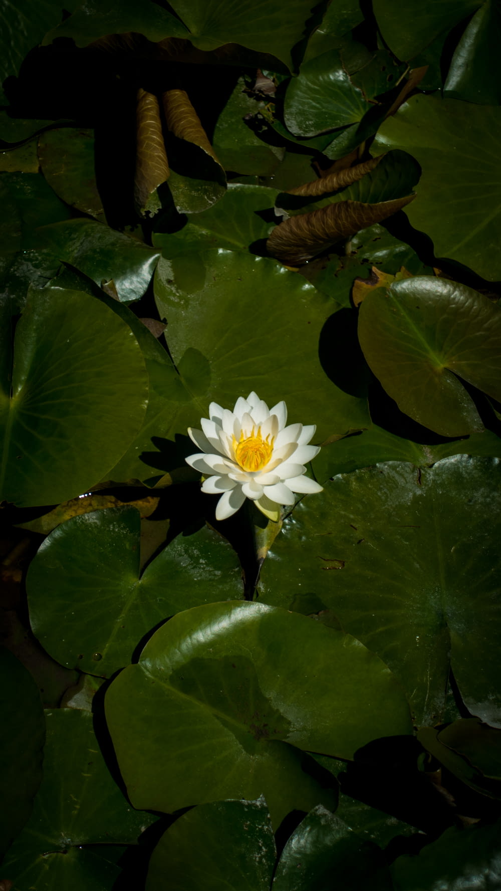white lotus blooming during daytime