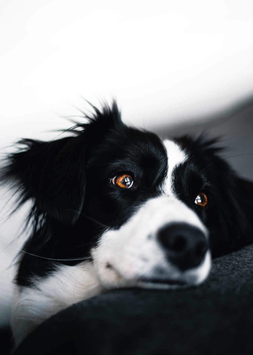 white and black dog lying on sofa