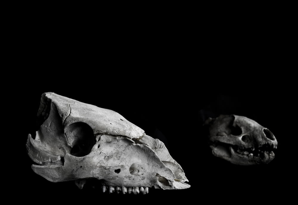 grayscale photography of two animal skulls