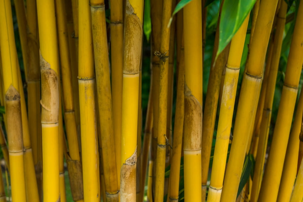 closeup photo of bamboo tree