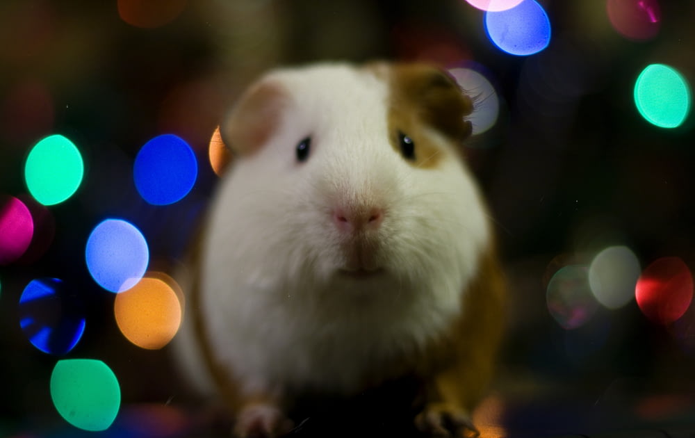 selective focus photo of guinea pig