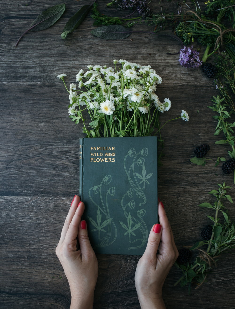 Frau hält bekanntes Wild- und Blumenbuch über gewöhnliche Gänseblümchen auf brauner Tafel