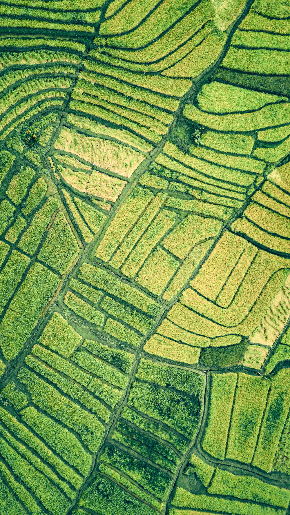 an aerial view of a rice field