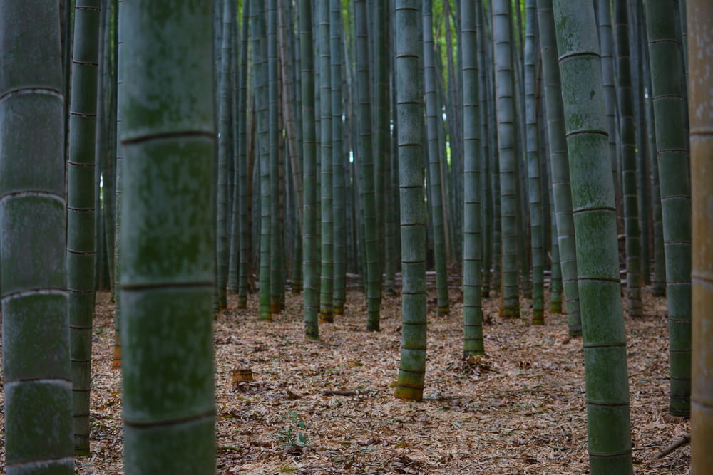 green bamboo field