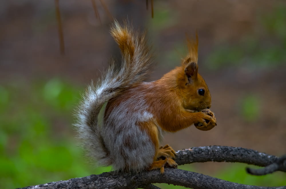 shallow focus photography of brown and gray squirrel