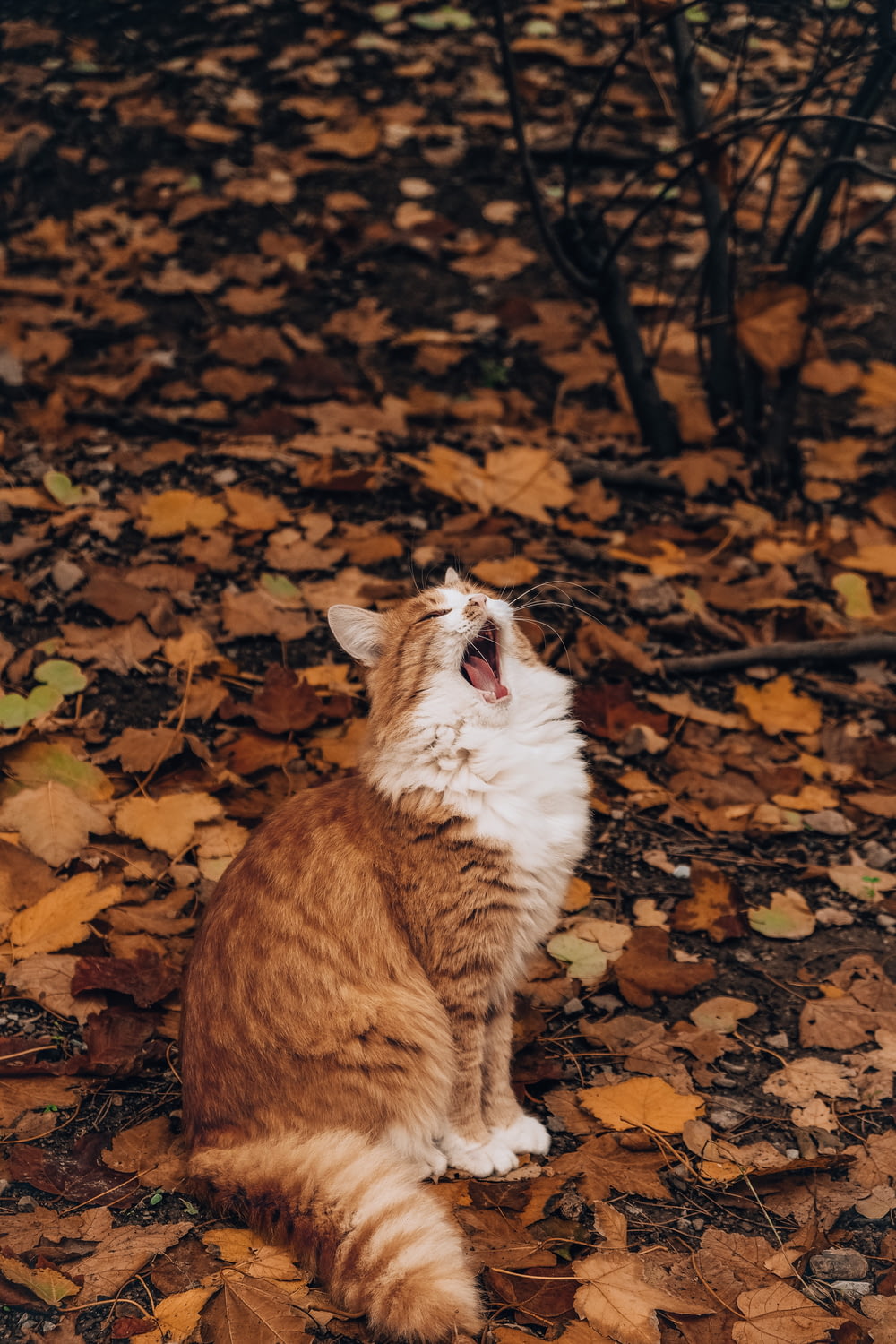 an orange and white cat yawns in the leaves