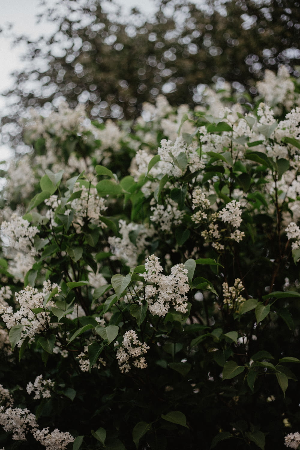 white flowers blooming on bush plant