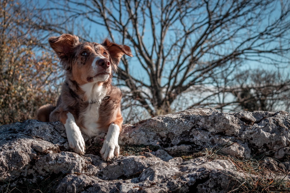 dog sitting on rock