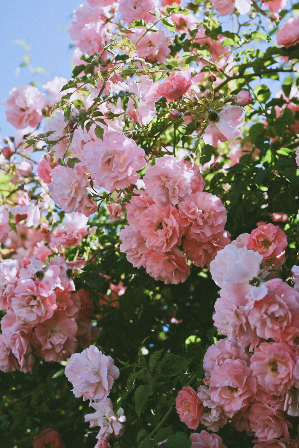 ピンクの花びらの花