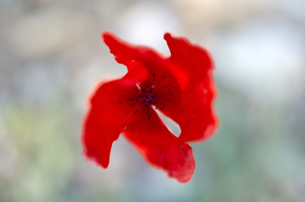 red flower in bloom