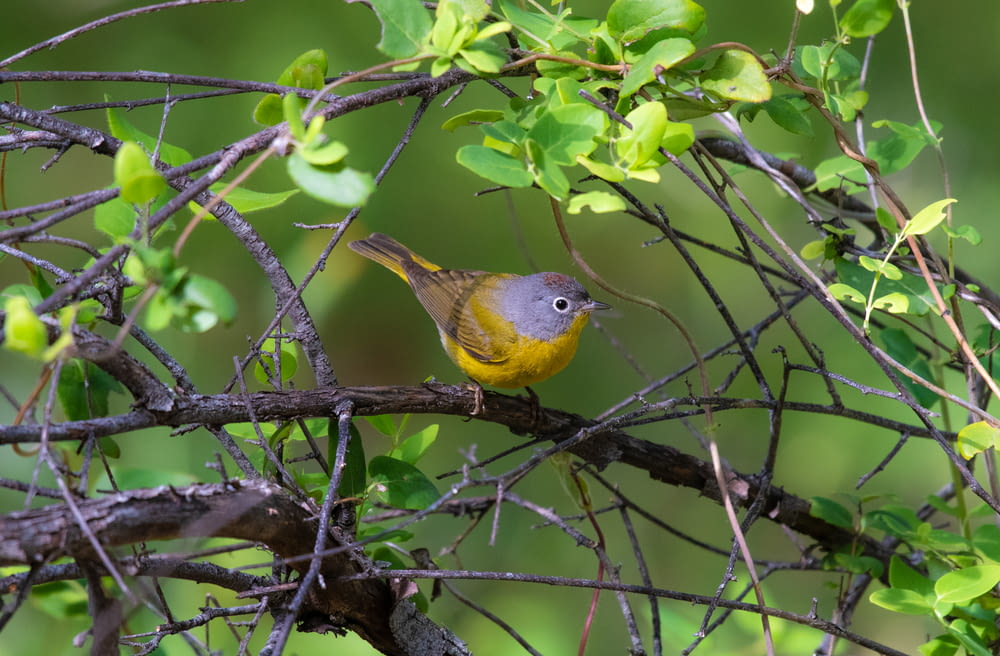 yellow-and-gray bird perched on tree