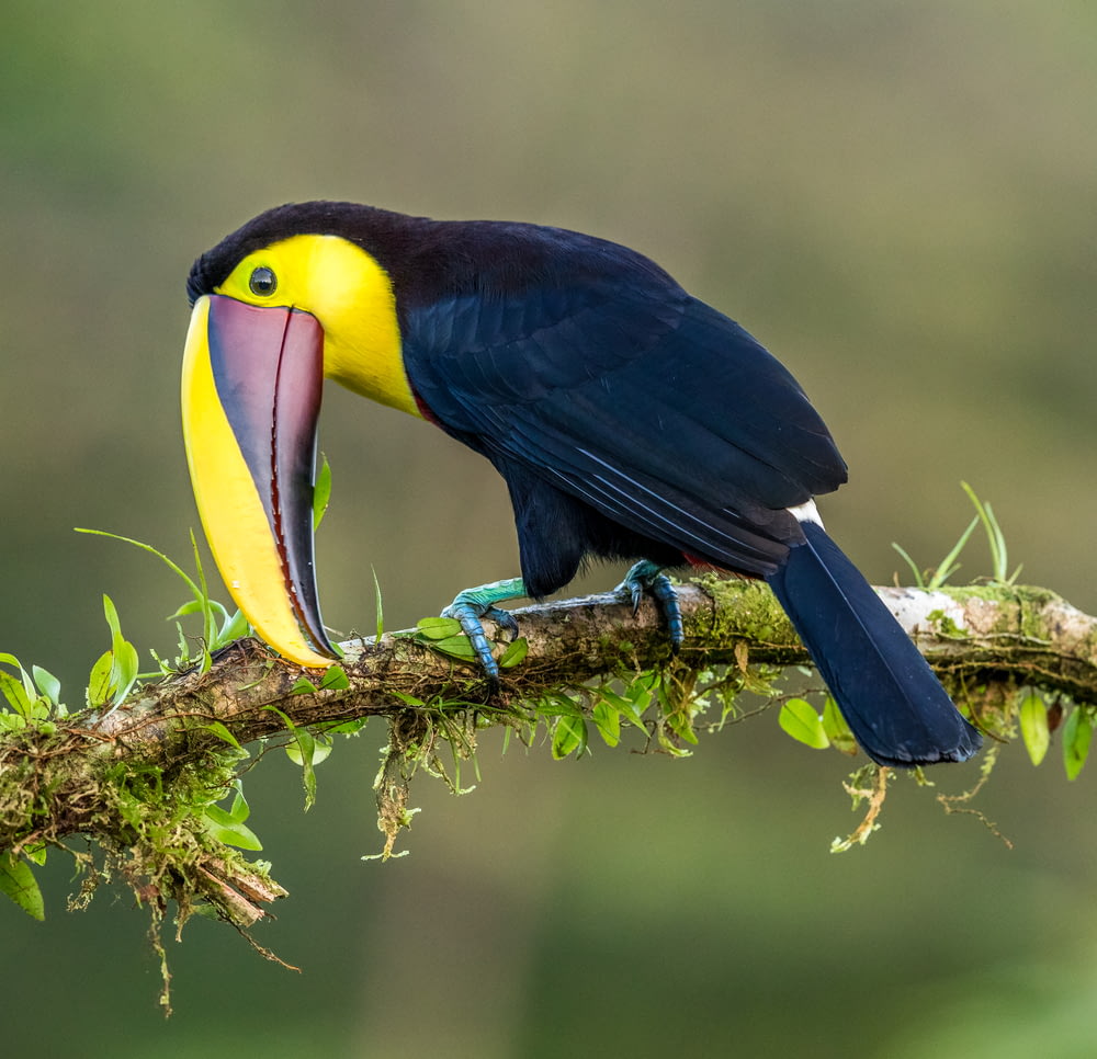 black and yellow bird