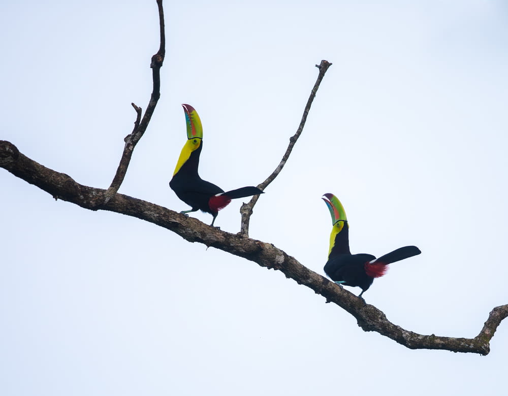 two birds perched on tree